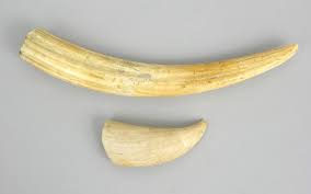 Antique Walrus Tusk & Sperm Whale Tooth, ca. 19th Century , 09.22.07, Sold:  $310.5