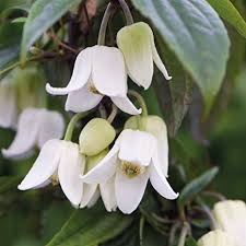 White winter flowering plants uk. Climbing Clematis Plant Winter Flowering Evergreen For Outdoors Producing White Bell Shaped Flowers Clematis Winter Beauty Plant In 1 Litre Pots By Thompson Morgan 1 Amazon Co Uk Garden Outdoors