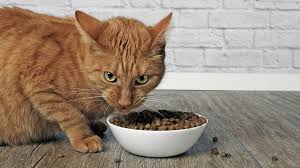 The Best Dry Cat Foods Find Out Which Kibble Is Best For Your Cat Petsradar