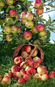 Pin On Frutas