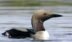 Bird Of Prey That Feeds On Fish 6 Letters Black Throated Loon In 2020 Beautiful Birds Curious Creatures Loon