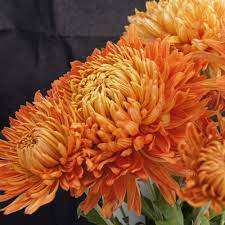 Mums flowers for sale near me. Bronze Giant Perennial Mum Plants For Sale Free Shipping