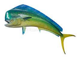 Dolphin, dorado, mahi mahi (caryphaena hippurus) not to be confused with its smaller relative the chicken dolphin, is a colorful fish caught in the gulf of mexico as well as the atlantic ocean.bull dolphin are the larger of the dolphin species. 12 860 Dolphin Fish Photos Free Royalty Free Stock Photos From Dreamstime
