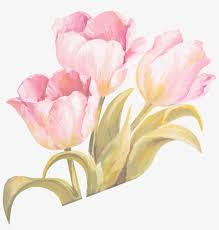 Watercolor painting flowers watercolor png. Tulip Watercolor Painting Flower Png Image Transparent Png Free Download On Seekpng