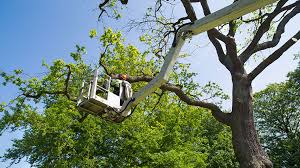 However, blocking some types of cookies may impact your experience of the site and the services we are able to offer. Darby S Tree Service