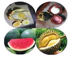 Check spelling or type a new query. Gambar Tersebut Menunjukan Gambar Buah Buahan Segar Yang Ada Di Indonesia Menurutmu Bagian Mana Brainly Co Id