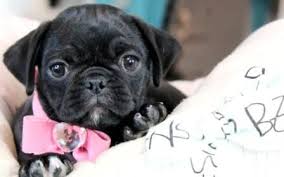 Have your pet's information ready. Pug Puppies For Sale New Financing Available We Ship Very Safe Visit Our Website Teacuppuppiesstore Co Pug Puppies For Sale Pug Puppies Puppies For Sale