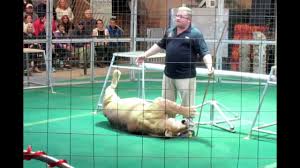 Open days to our park are available on selected dates. Big Cat Habitat Review Sarasota Fl Youtube