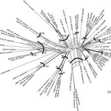 Image result for Wolffiella repanda