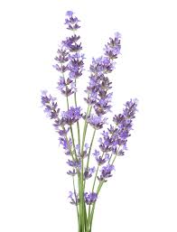 However, along with edible flowers, and edible fruit flowers, there are also some words of caution that go with this and common sense prevails. Edible Flowers Central Valley Builders