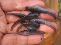 Kolam talapia sudah pun berhasil, yang mana kami. Pembenihan Ikan Keli Lele Keli Bagi Pemula Serta Cara Meraawatnya