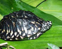 The indian black turtle breeds during the wet season, between august to october. Spotted Pond Turtle Care Sheet Reptiles Magazine