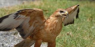 تحویل یک بهله عقاب طلایی نابالغ به محیط زیست نهاوند | خبرگزاری صدا و سیما