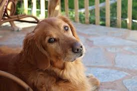 What is a golden retriever, how long does it live, what is its lifespan, how big does it get, what are the mixes, does it have ny health problems. 10 Best Golden Retriever Rescues In The Usa Dogblend