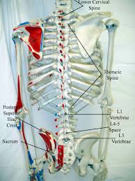 Some muscle names indicate the number of muscles in a group. Uc San Diego S Practical Guide To Clinical Medicine