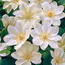 Shop for clematis plants online and ship it directly to your door from the nursery. Spring Hill Nurseries 2 In Pot Guernsey Cream Clematis Live Perennial Plant White Flowering Vine 1 Pack 67796 The Home Depot Flowering Vines Spring Hill Nursery Clematis