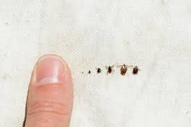 By using the correct repellent and shampoo, you can help prevent disease and keep your pet happy and comfortable. Ticks Tickborne Disease Minnesota Dept Of Health