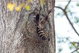We did not find results for: To Mark The 2021 Comedy Wildlife Photography Awards Check Out These Amazingly Meme Orable Animals And Their Silly Antics