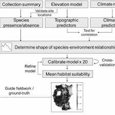 Image result for Acacia adenocalyx