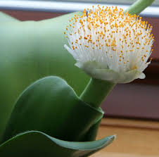 Image result for Haemanthus montanus