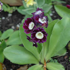 Image result for Primula x pubescens