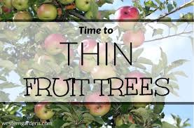 Thinning fruit off the trees by hand will minimize biennial bearing and promote larger, higher quality fruit. It S Time To Thin Fruit Trees Western Garden Centers
