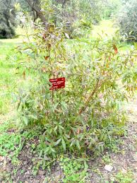 Image result for Combretum erythrophyllum