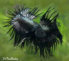 Premium Male Black Dragonscale Crowntail Betta Fish