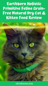 Earthborn Holistic Primitive Feline Grain Free Natural Dry Cat Kitten Food Review Oliveknows Kitten Food Cats Cat Food Reviews