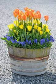 Container Gardening With Bulbs Container Gardening Bulbs Garden Design Container Gardening Flowers