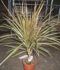 Image result for Dracaena camerooniana