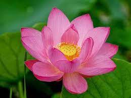 Pink Lotus Flowers Wallpapers Beautiful Flowers Wallpapers Flowers Pink Lotus Lotus Flower