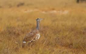 Trip Report: Birding Senegal Montana Bird Advocacy 8–23 January 2020