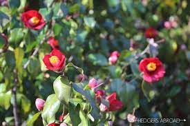 Yeosu City Guide Spring Flower Locations Hedgers Abroad Spring Flowers Korea Travel Yeosu