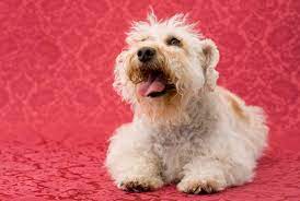 If you aren't willing to pay a lot for a new puppy and you prefer an older dog, then rehoming is the right option. Schnoodle Rescue Lovetoknow