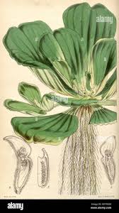 Image result for Pistia