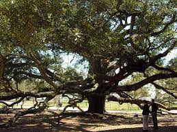 Hurricane Katrina And The Southern Live Oak Long Beach Mississippi Visit Mississippi Southern Mississippi