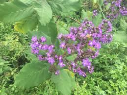 Image result for Wigandia urens