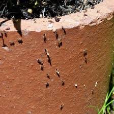 Getting Rid Of Ants In Potted Plants How To Keep Ants Out Of Houseplants