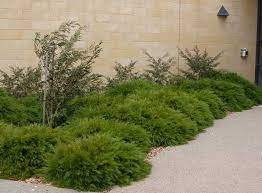 Home » acacia cognata 'cousin itt'. Danger Garden Acacia Cousin It Ground Cover Plants Plants Landscaping Plants