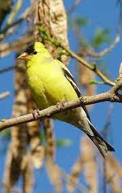 Check spelling or type a new query. American Goldfinch Wikipedia