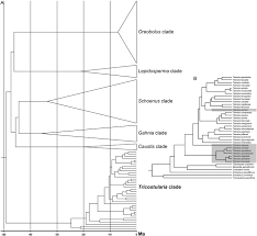 Image result for Costularia natalensis