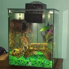 Prince S New Tank I M So In Love Betta Bettas Bettafish Siamesefightingfish Prince Elephantear Elephantearmale E Betta Fish Betta Instagram