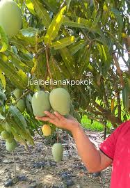 Review buah naga merah pasar induk kramatjati ud bayi solo grosir buah naga pepaya jeruk mangga dll. Mangga Epal Kahwin Jual Beli Anak Pokok Dan Bunga Facebook