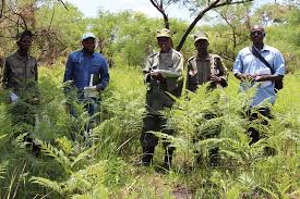 Image result for Vernonia griseopapposa