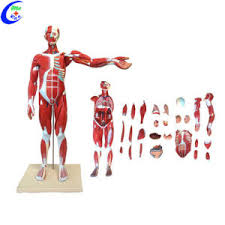 The three main types of muscle include skeletal, smooth and cardiac. China Human Whole Body Muscle Anatomy Education Model China Anatomical Model Muscle Human Muscle Anatomy Model