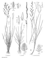 Image result for Eragrostis echinochloidea