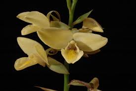 Image result for Eulophia ovalis