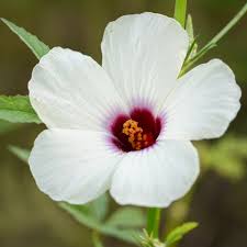 Image result for Hibiscus cannabinus