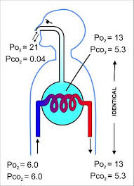 Gas Exchange Wikipedia